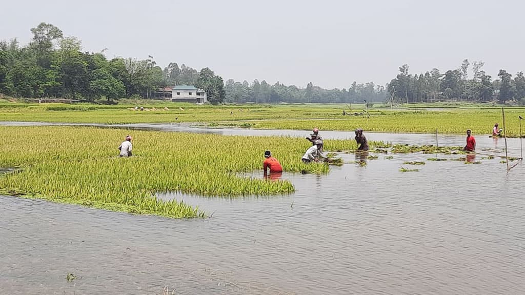 তলিয়ে গেছে ৩০০ একরের ধান