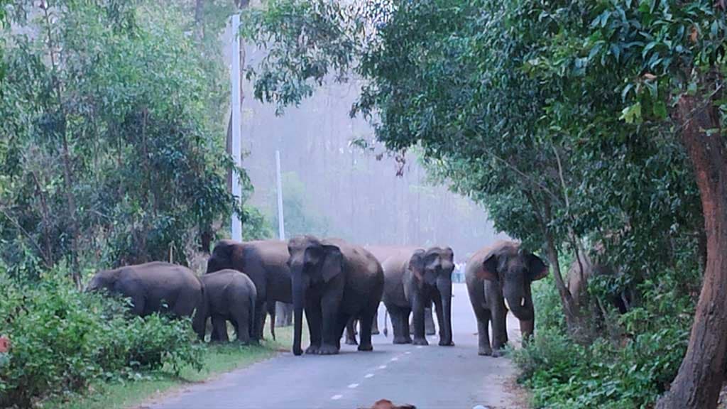 শেরপুরে লোকালয়ে অর্ধশত বন্য হাতি