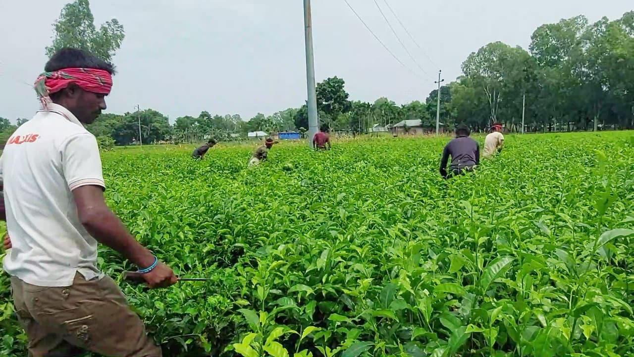 পঞ্চগড়ে চা শ্রমিকদের দৈনিক আয় ৪৫০–১২০০ টাকা