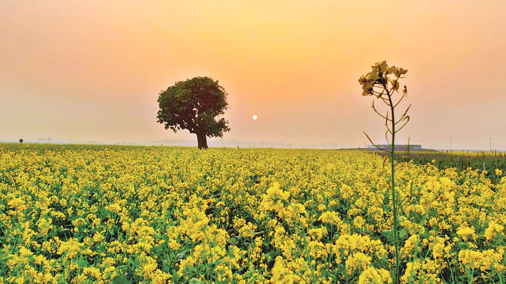 বংশীর তীরে হলুদের দেশে