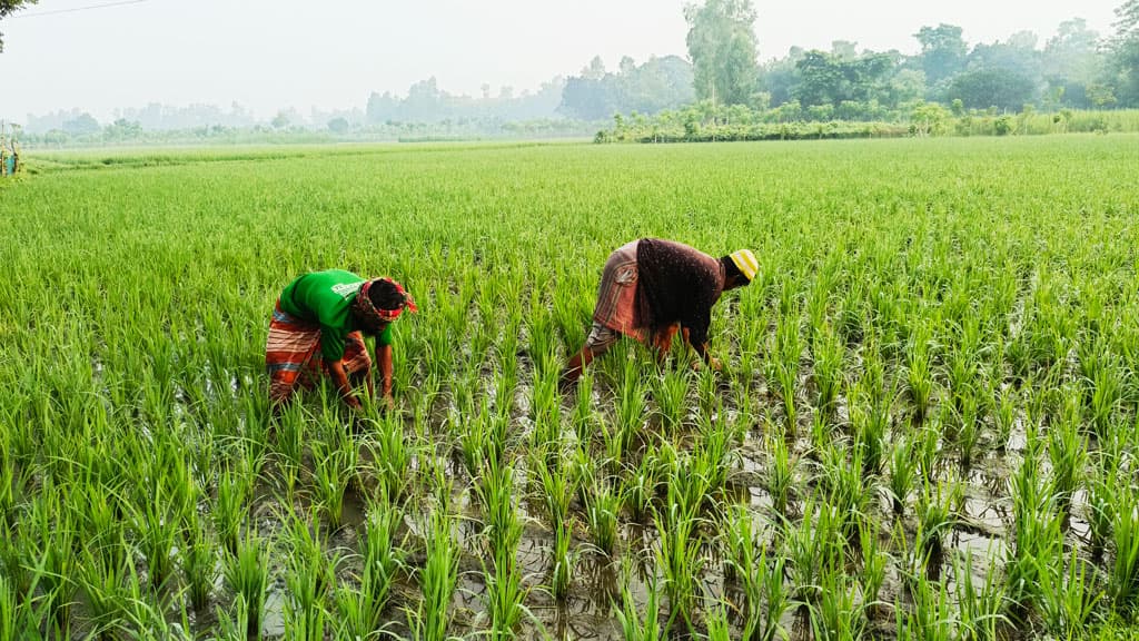 টানা বর্ষণে স্বস্তি ফিরেছে আমনচাষিদের