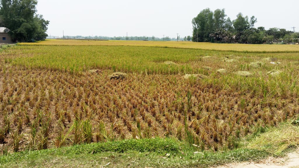 ২ মাস বাড়িছাড়া ক্ষুদ্র নৃগোষ্ঠী নেতা, এবার ধান কেটে নেওয়ার অভিযোগ