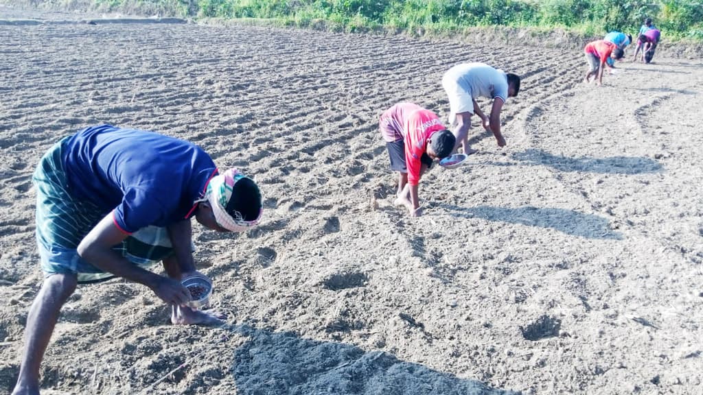 আগাম ভুট্টায় বাড়ছে আগ্রহ