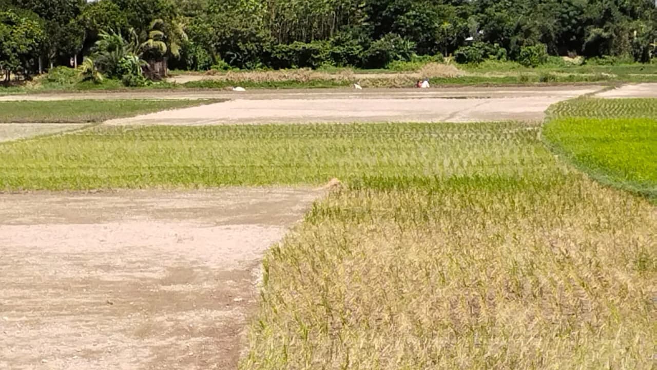 বর্ষায়ও পানি নেই জমিতে