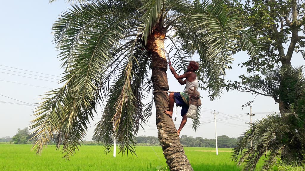 নওগাঁয় খেজুর রস সংগ্রহে প্রস্তুত গাছিরা