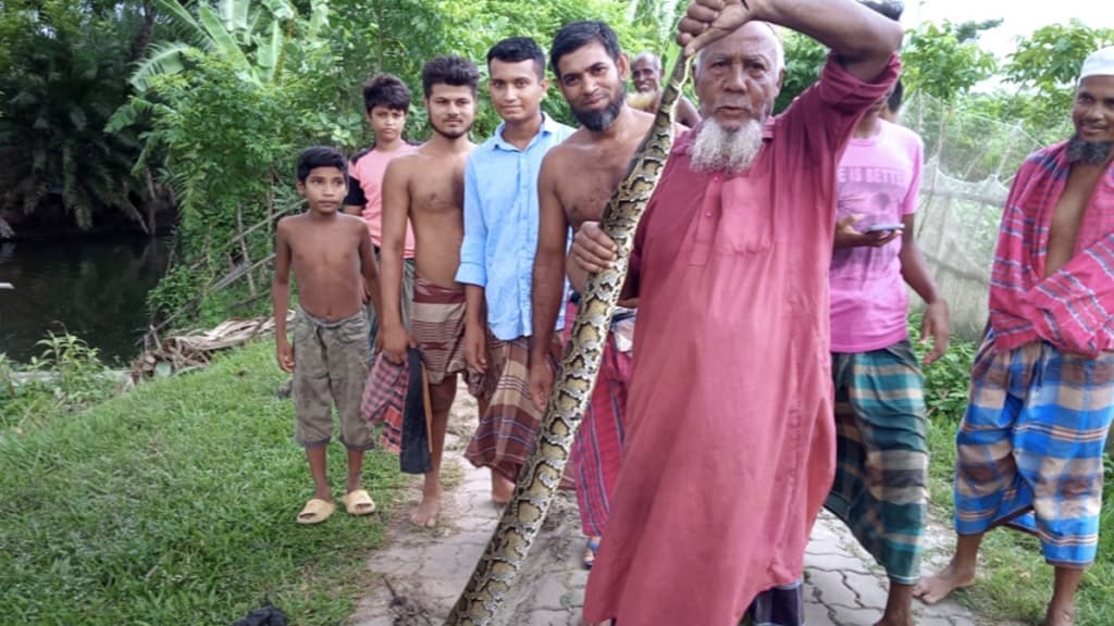 শরণখোলায় ১০ ফুট লম্বা অজগর উদ্ধার