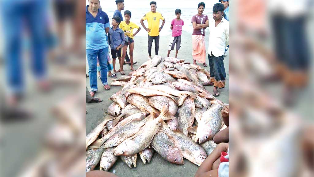 একজালে প্রায় ৩৫ মণ কোরাল, ৬ লাখ টাকায় বিক্রি