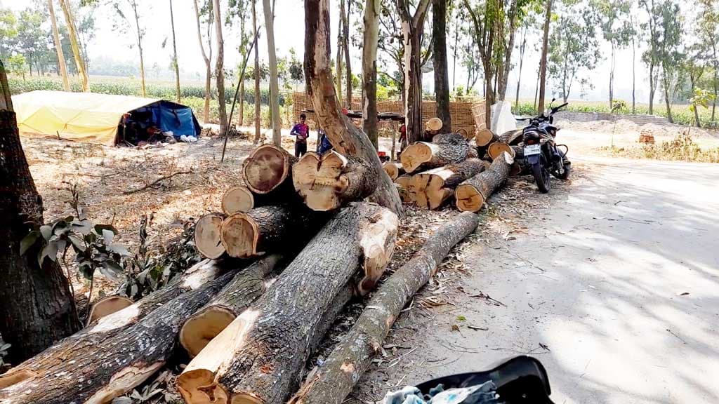 তাপপ্রবাহের মধ্যে বালিয়াডাঙ্গীতে সড়কের ৪ হাজার গাছ কাটছে বন বিভাগ