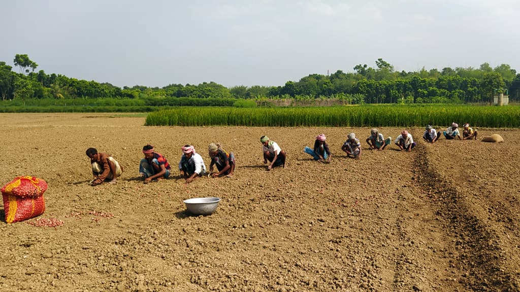 পেঁয়াজের আগাম চাষে ব্যস্ত দৌলতপুরের কৃষকেরা