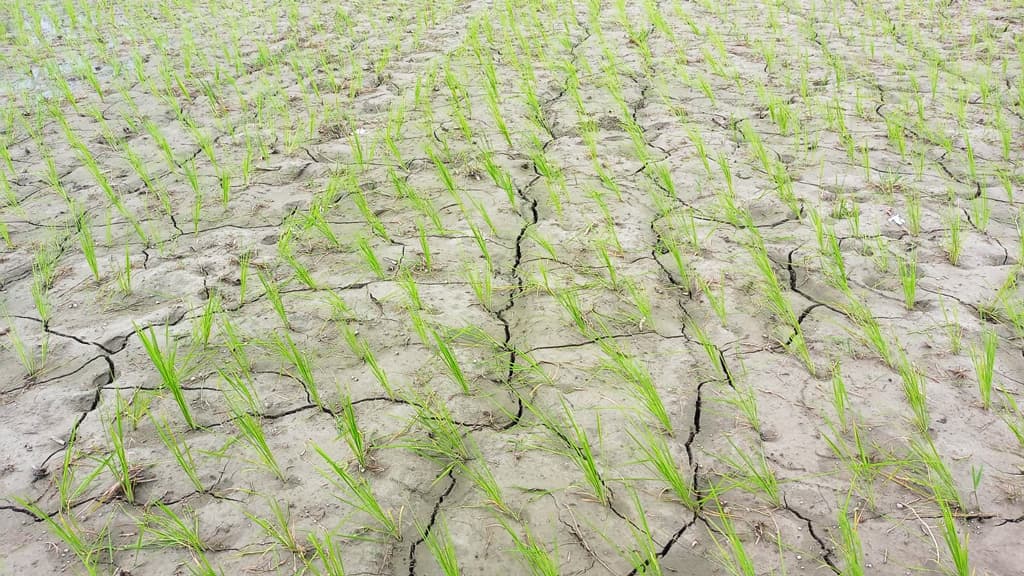  ‘বর্ষায় পানির জন্য এমন হাহাকার জীবনে দেখিনি’