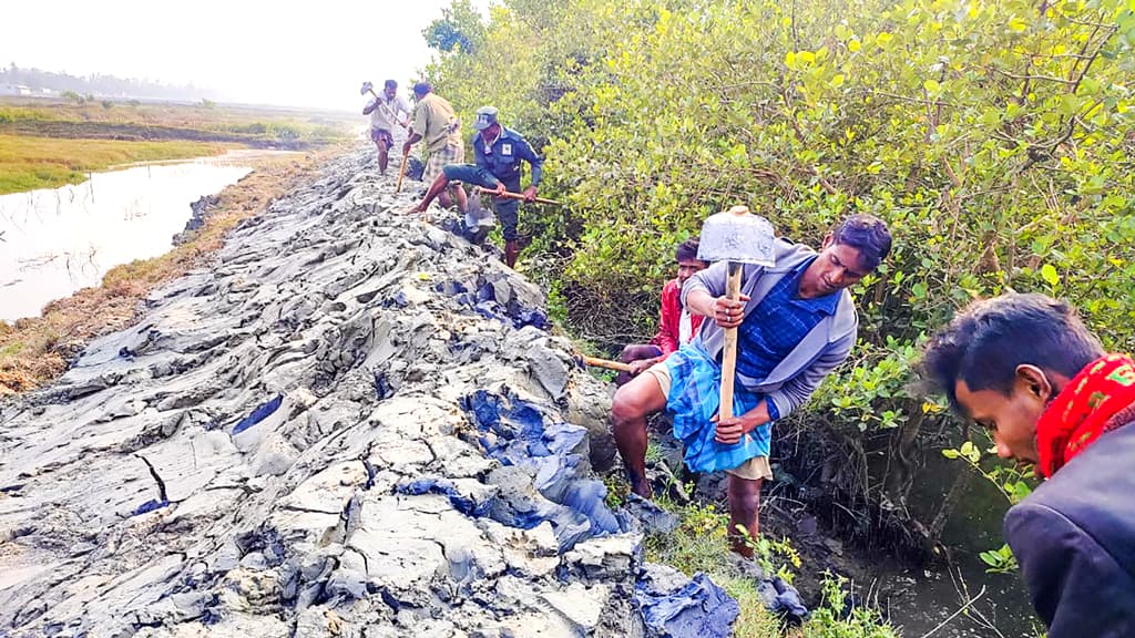 চকরিয়ায় প্যারাবনে চিংড়িঘের তৈরির দুদিন পরেই অপসারণ করল প্রশাসন