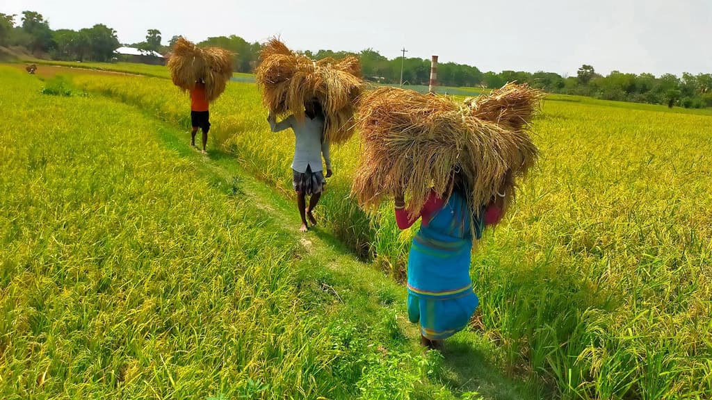 মিলছে না ধান কাটার শ্রমিক