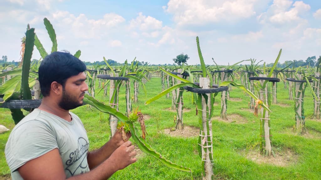 ড্রাগন চাষে স্বপ্ন দেখছেন তরুণ উদ্যোক্তা সোহাগ