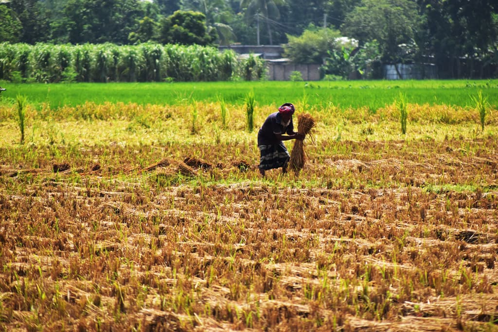 দিনের ছবি (১৩ সেপ্টেম্বর, ২০২৩)