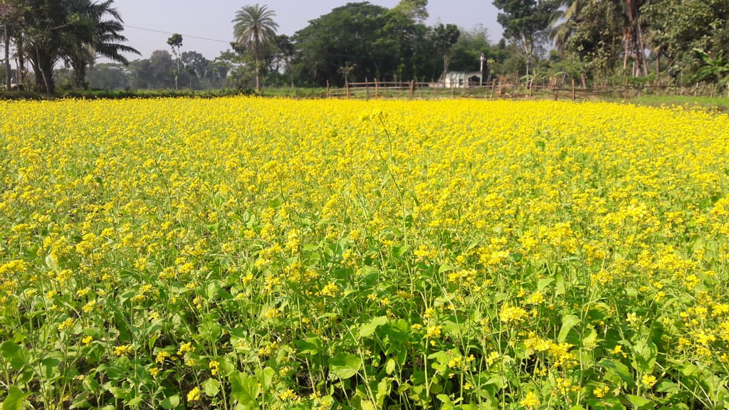 মৌসুম শেষে প্রণোদনার বীজ