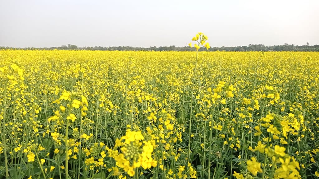 সরিষার ভালো ফলনের সম্ভাবনা