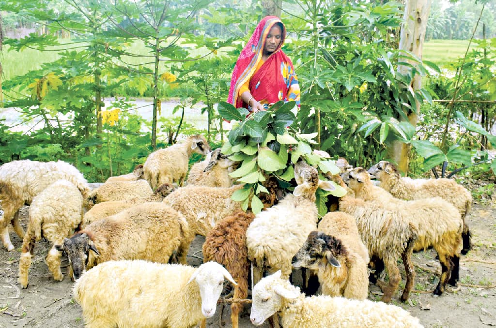 জীবন বদলেছেন তারাবানু