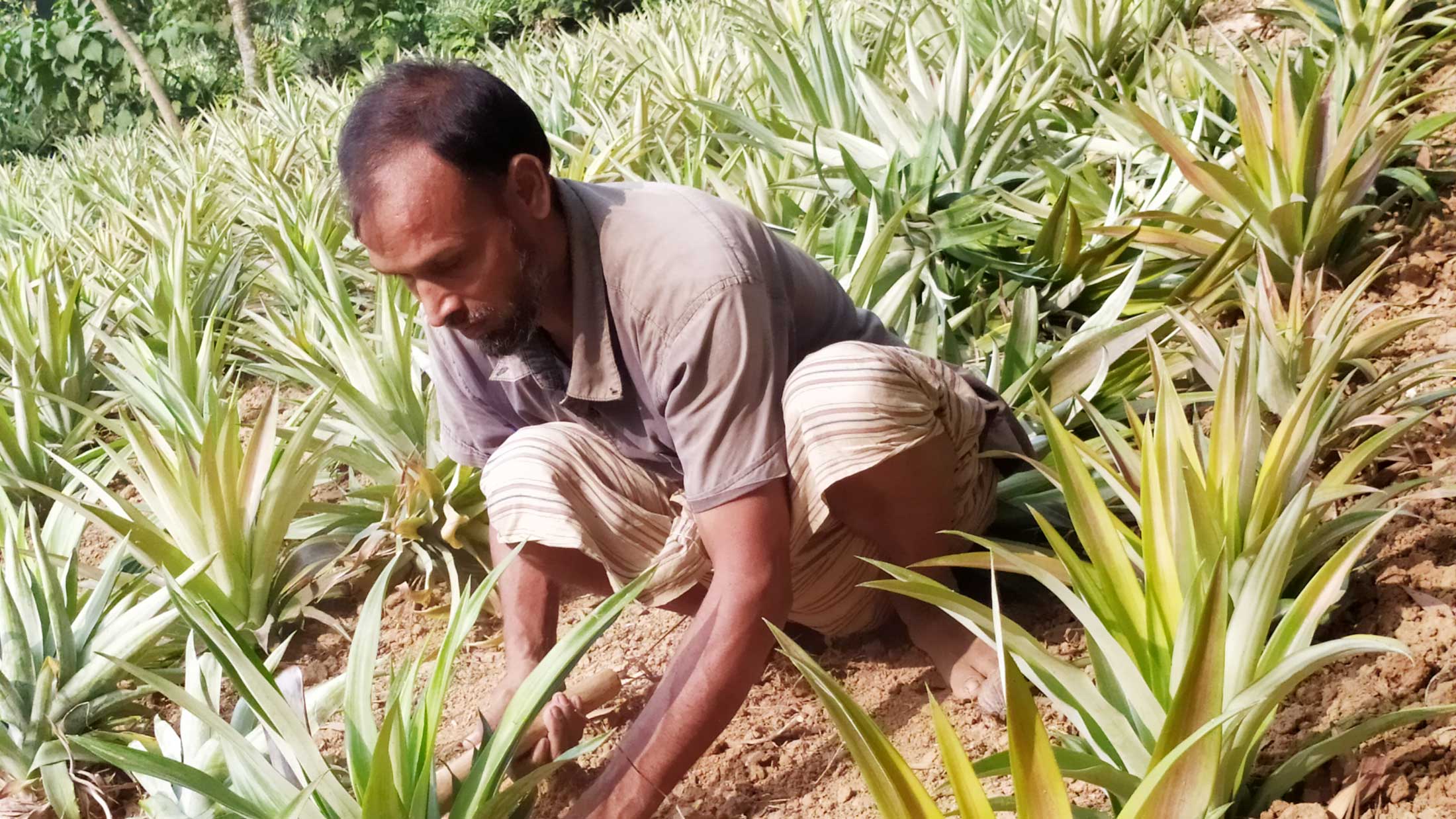 আগ্রহে বিপদ কৃষকের