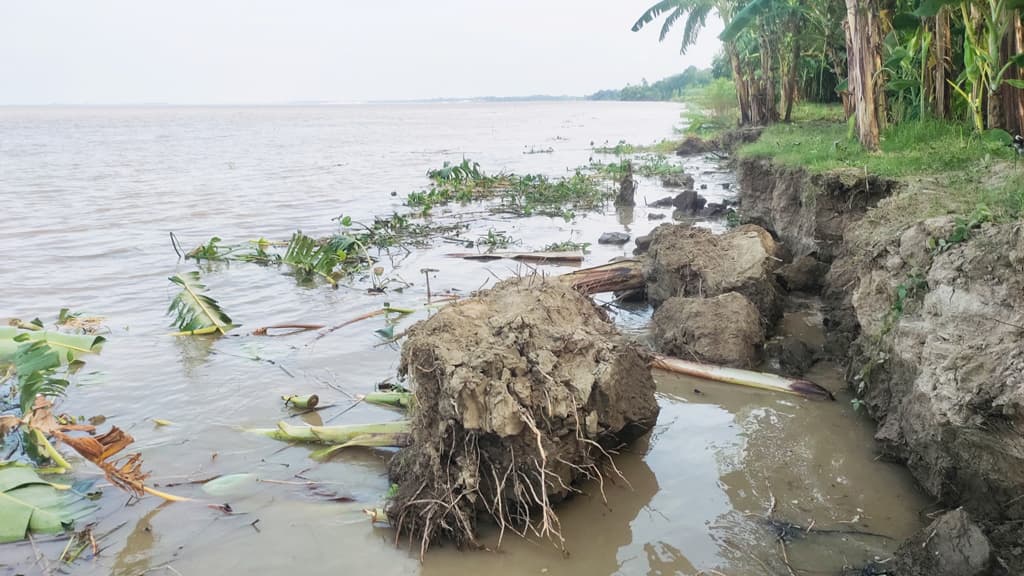 বাড়ছে পদ্মার পানি নির্ঘুম রাত চারঘাটে