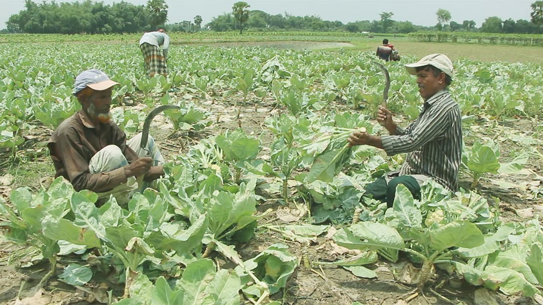 শীতের সবজি গ্রীষ্মে আবাদ