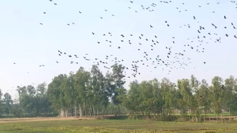 সুখীপাড়া বিলে ঝাঁকে ঝাঁকে আসছে পরিযায়ী পাখি