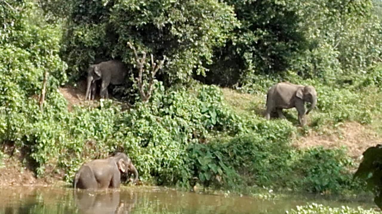 বন্য হাতির আক্রমণে কাপ্তাইয়ে দুই বছরে ৭ জনের মৃত্যু