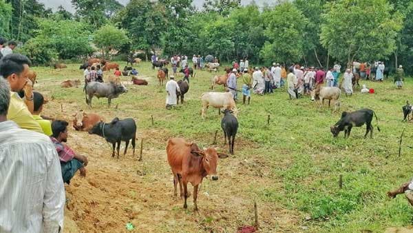 উখিয়ায় অনুমতি ছাড়া বসানো যাবে না কোরবানির পশুর হাট