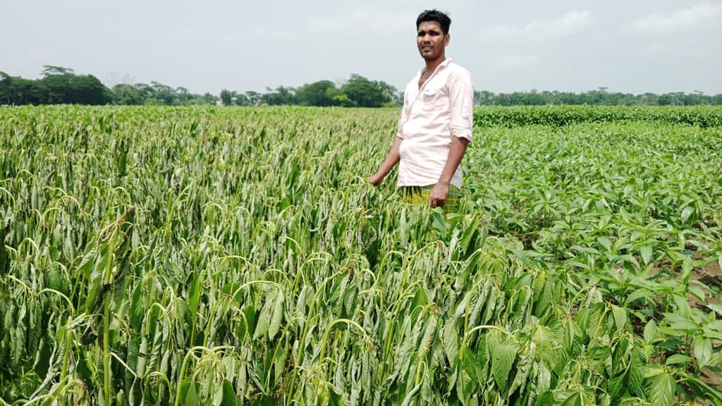 বিষ প্রয়োগে পাট নষ্ট কৃষকের কান্না