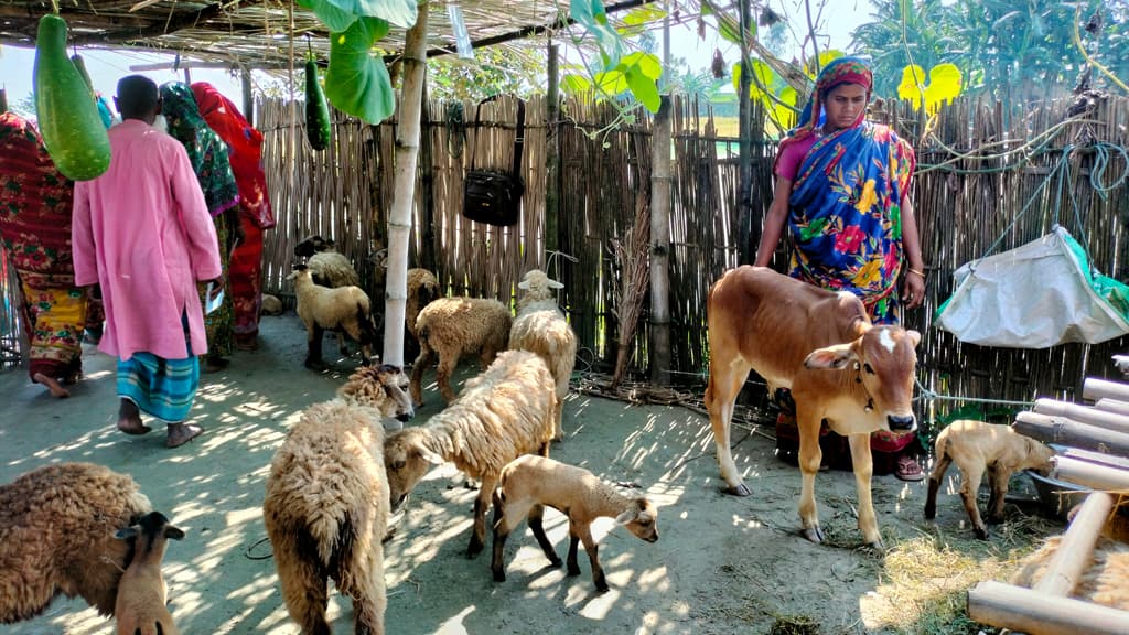 ‘ভেড়ায় হামার আয় বাড়ছে’