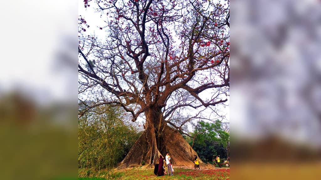 ত্রিশালের শতবর্ষী শিমুল গাছের হাতছানি