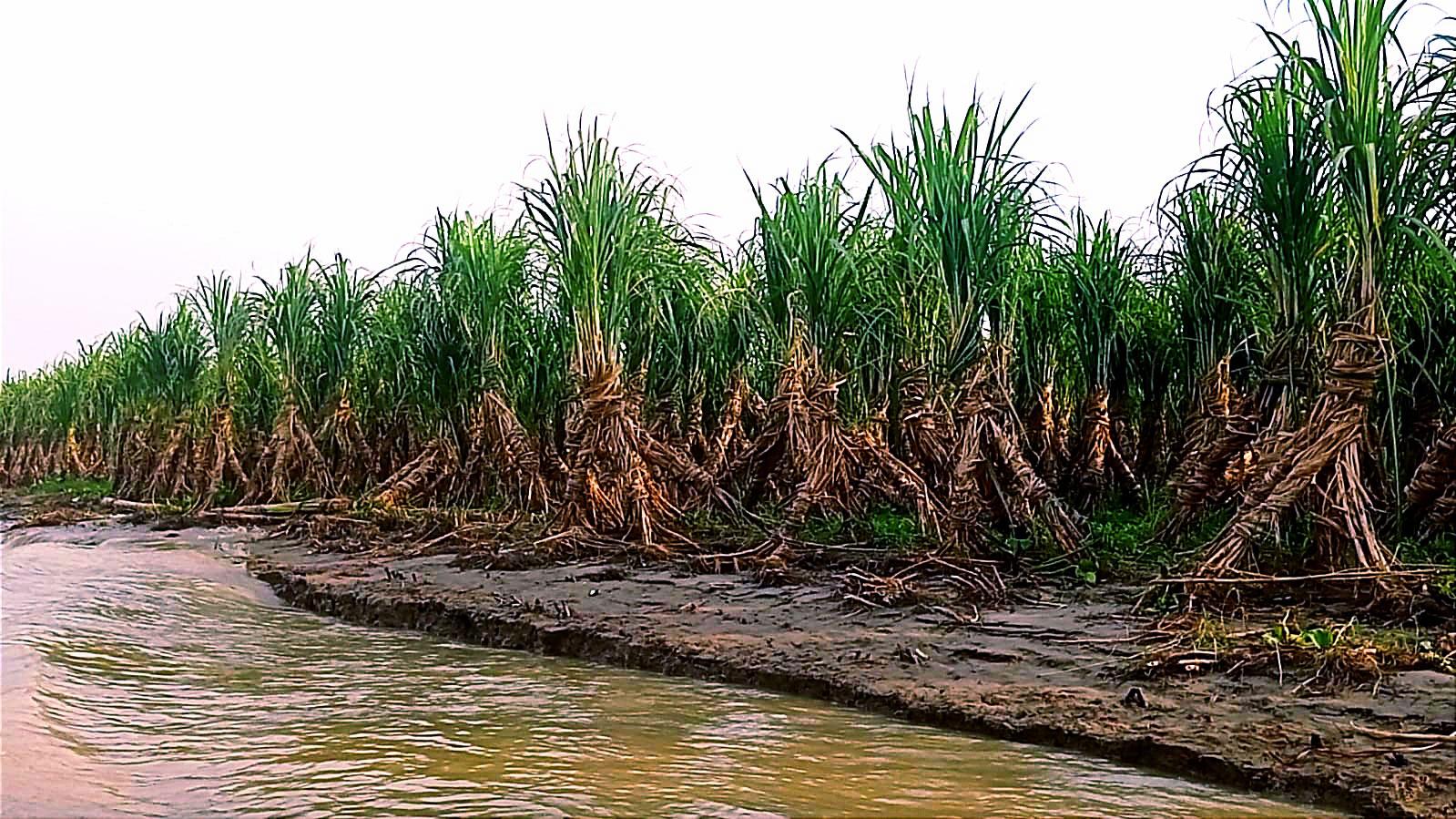 ভাঙন আতঙ্কে কৃষকের স্বপ্ন