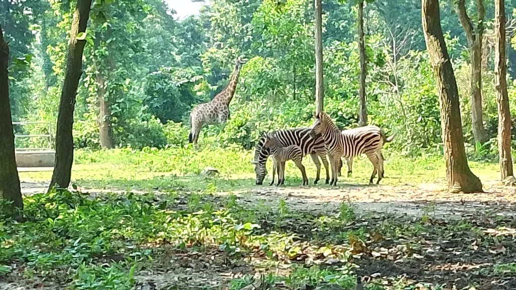 গাজীপুর সাফারি পার্কে স্ত্রী জিরাফের মৃত্যু, বাকি আর দুই