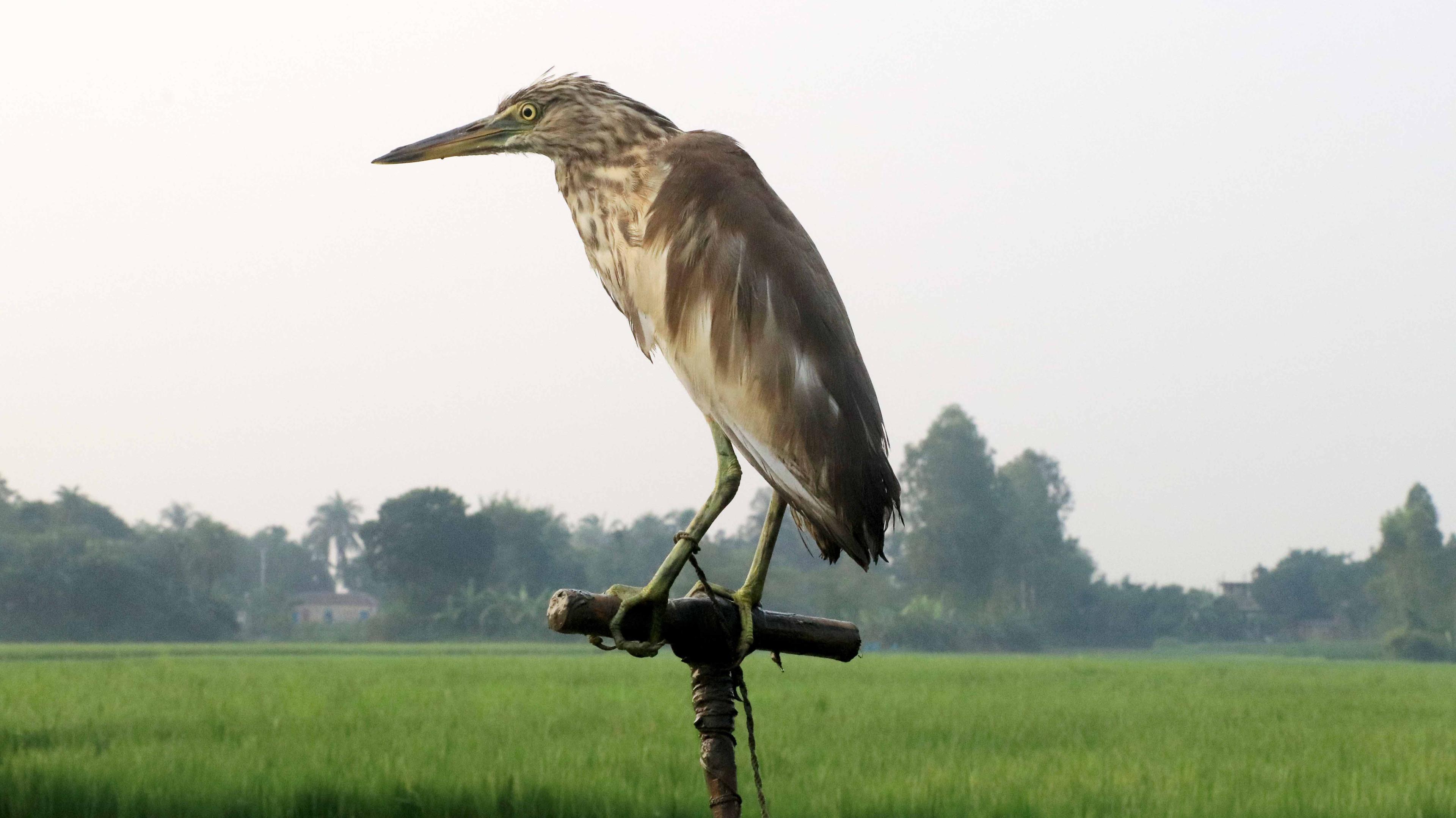 বক দিয়ে বক শিকার, নিশ্চুপ প্রশাসন 