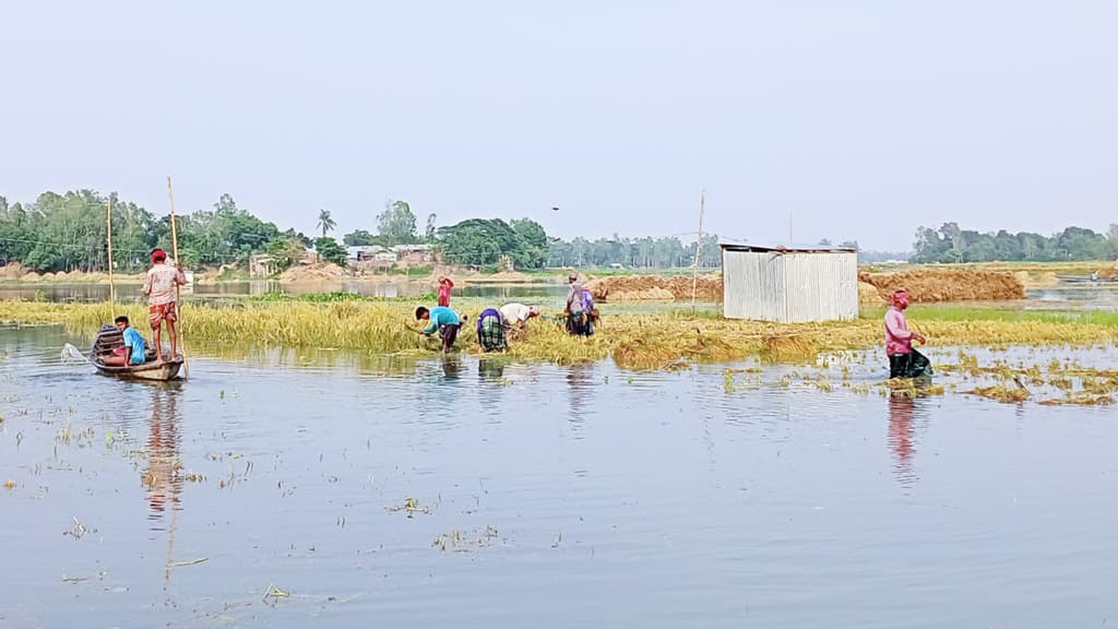 বন্যার পানিতে ডুবল ধান