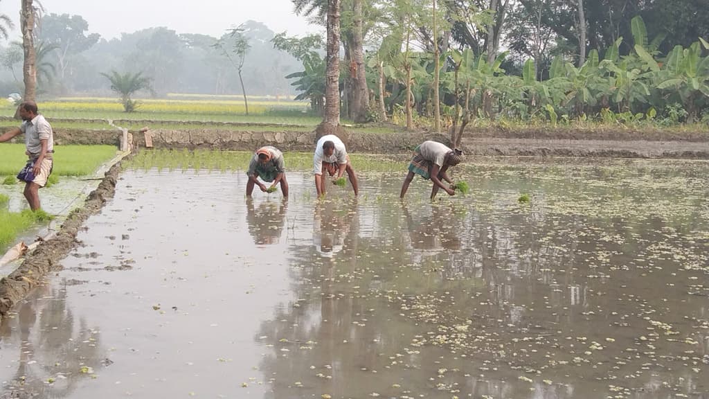 আমনের ক্ষতি পুষিয়ে নিতে আগেভাগে বোরোর চাষাবাদ