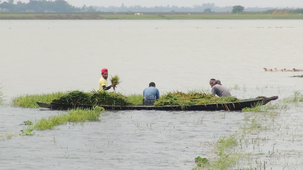 চোখের সামনে তলিয়ে গেল ধান