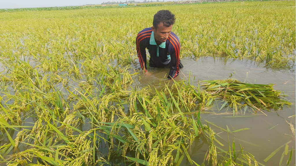 নদীর পানি বেড়ে প্লাবিত ৫০ হেক্টর ফসলি জমি