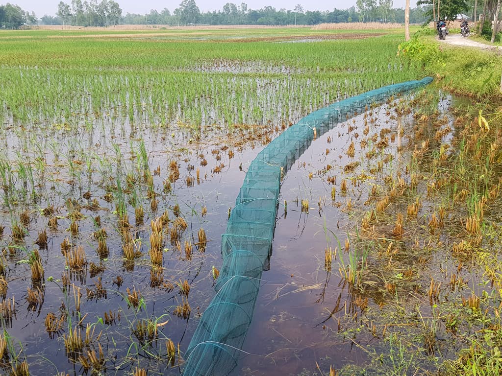 জলাশয়ে নিষিদ্ধ জাল নির্বিচারে মাছ শিকার