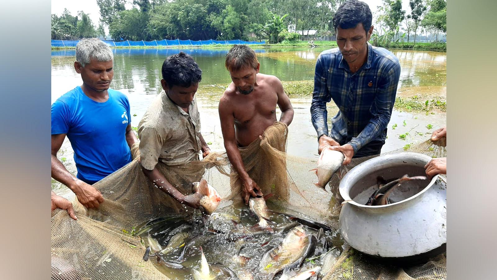 কুর্শা এখন মাছের গ্রাম