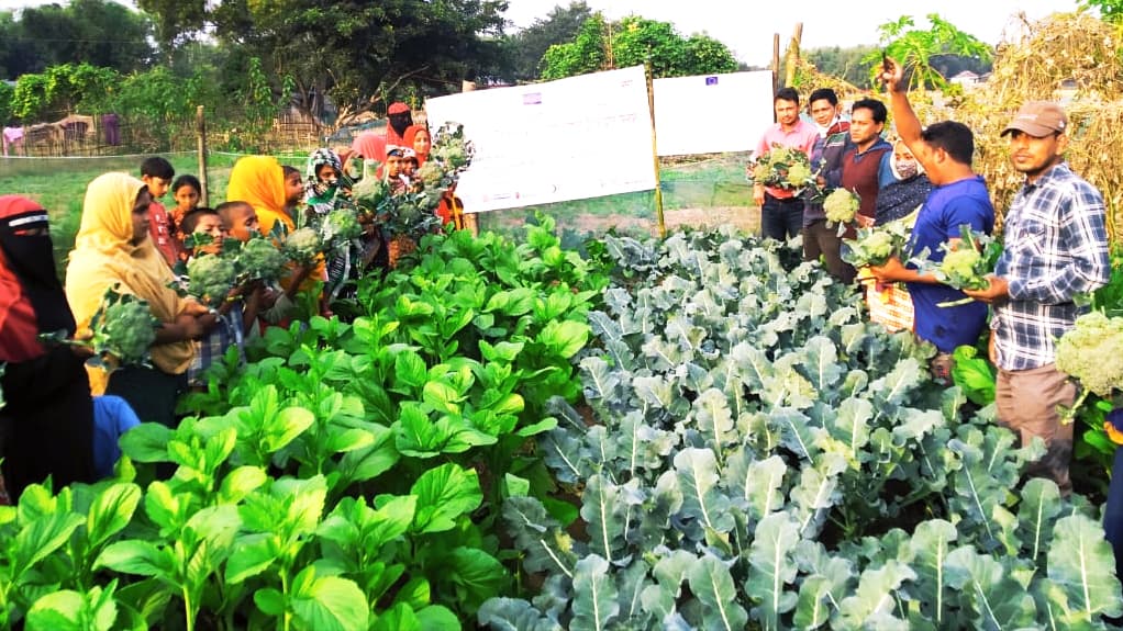 কমলগঞ্জে ব্রকলি চাষে নতুন সম্ভাবনা