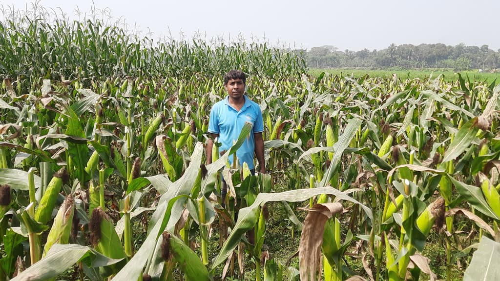 দশ বছর পর বাঁওড়ের চারপাশে চাষাবাদ শুরু