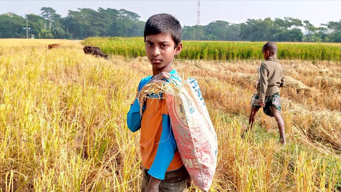 ইঁদুরে কেটে নেওয়া ধান সংগ্রহ শিশুদের