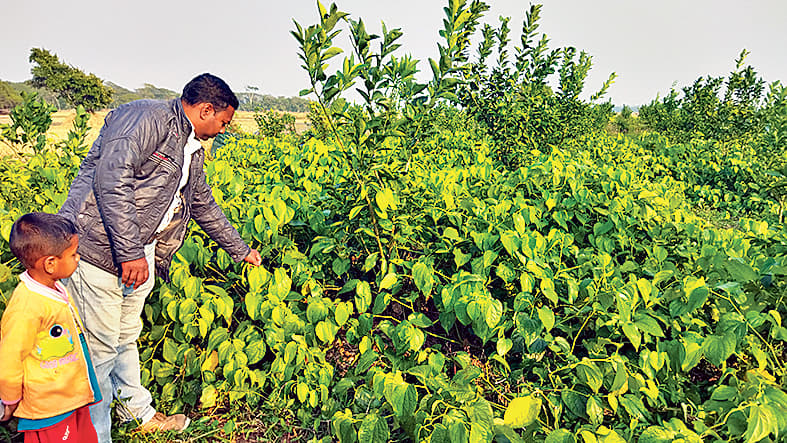 চুঁইঝাল, মাল্টা, কমলা ও লেবু চাষে সফলতা