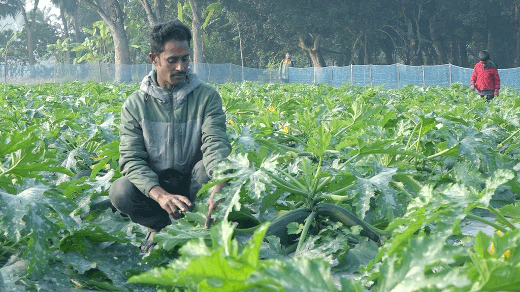 স্কোয়াশ চাষে কৃষকের হাসি