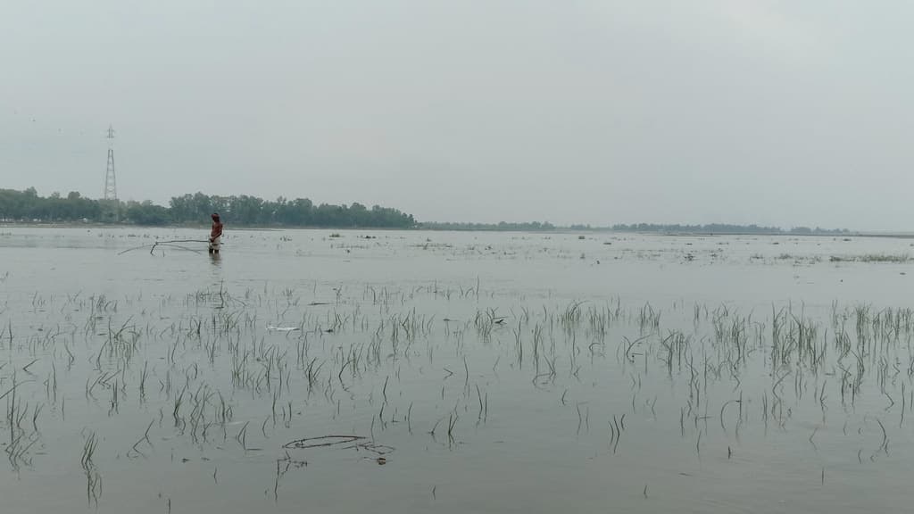 পাহাড়ি ঢলে ফসলের ক্ষতি