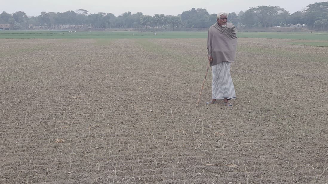 আগাছানাশক দিয়ে পেঁয়াজের চারা নষ্ট