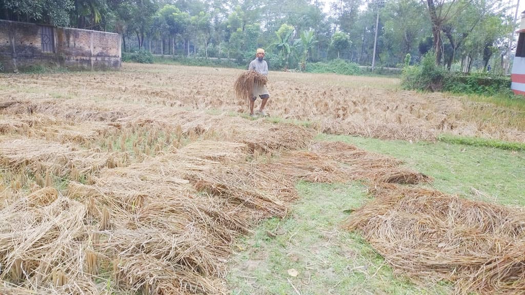 জমিতে বৃষ্টির পানি, ধান নিয়ে বিপাকে কৃষক