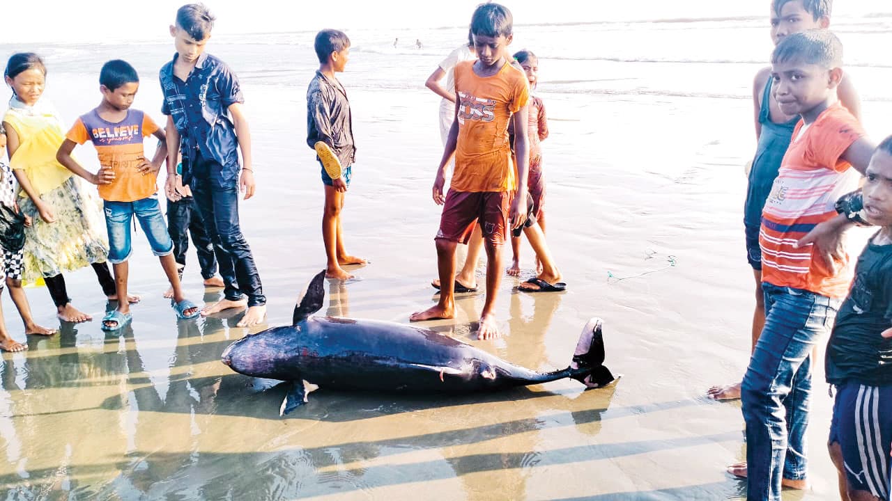 কক্সবাজার সৈকতে ভেসে এল আরও একটি মরা পরপইস