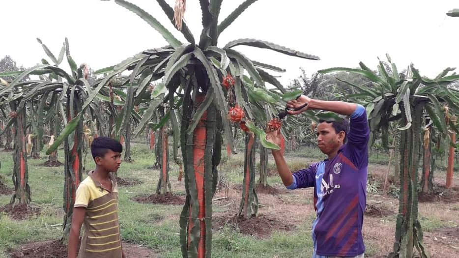 পঞ্চগড়ে বাণিজ্যিকভাবে চাষ হচ্ছে ড্রাগন ফল