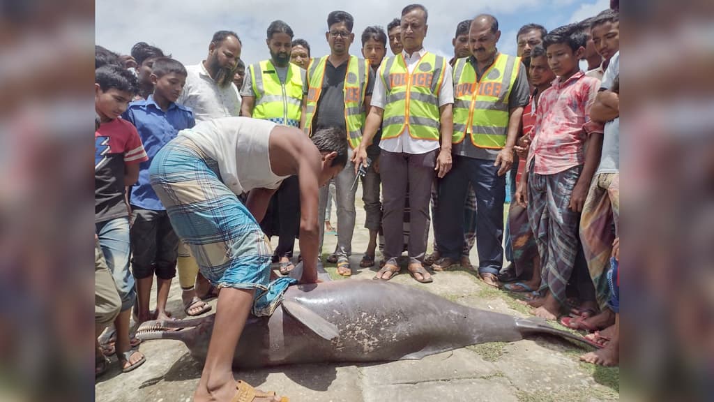 রামগতিতে মেঘনায় ভেসে উঠল মৃত ডলফিন